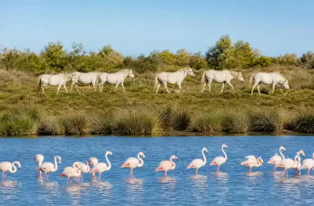 En Camarga