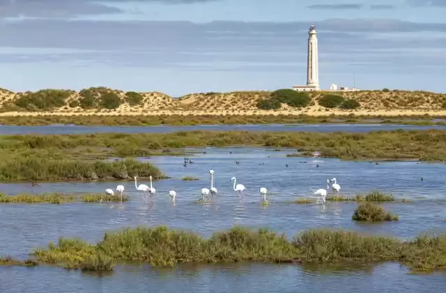 El parque de Do?ana y el estuario