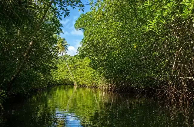 Manglares de Kosrae